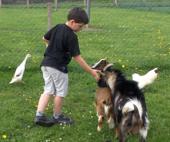 animaux de ferme